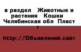 в раздел : Животные и растения » Кошки . Челябинская обл.,Пласт г.
